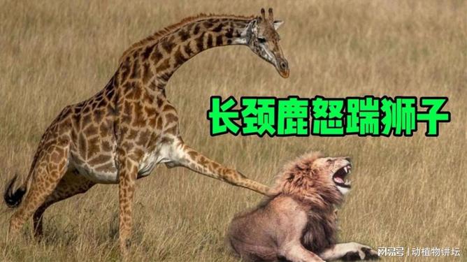 欲钱买东倒西歪的动物打一肖、警惕虚假宣传-全面释义、定量解答解释落实
