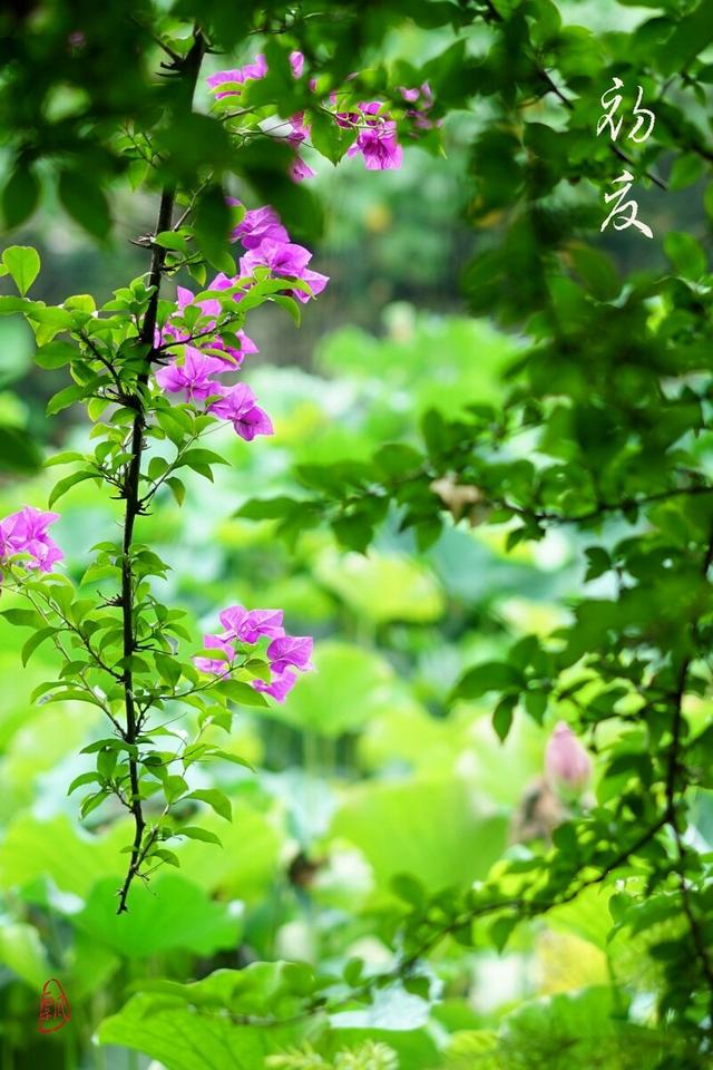 云淡风轻薄日斜,初夏辰光最娇媚是什么生肖请全面2释义、解释与落实、构建解答解释落实