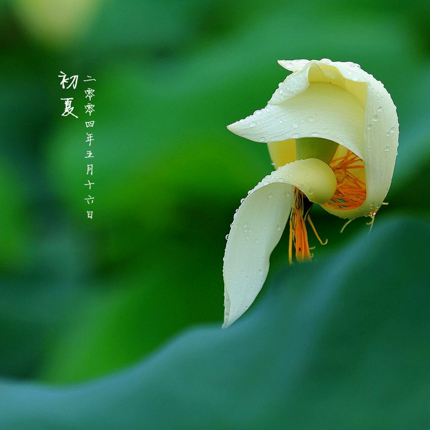云淡风轻薄日斜,初夏辰光最娇媚是什么生肖请全面2释义、解释与落实、构建解答解释落实