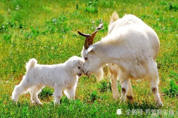 今期羊马蛇出特,十指连心转四绿是代表指什么生肖警惕虚假宣传、全面解答与解释、前沿解答解释落实