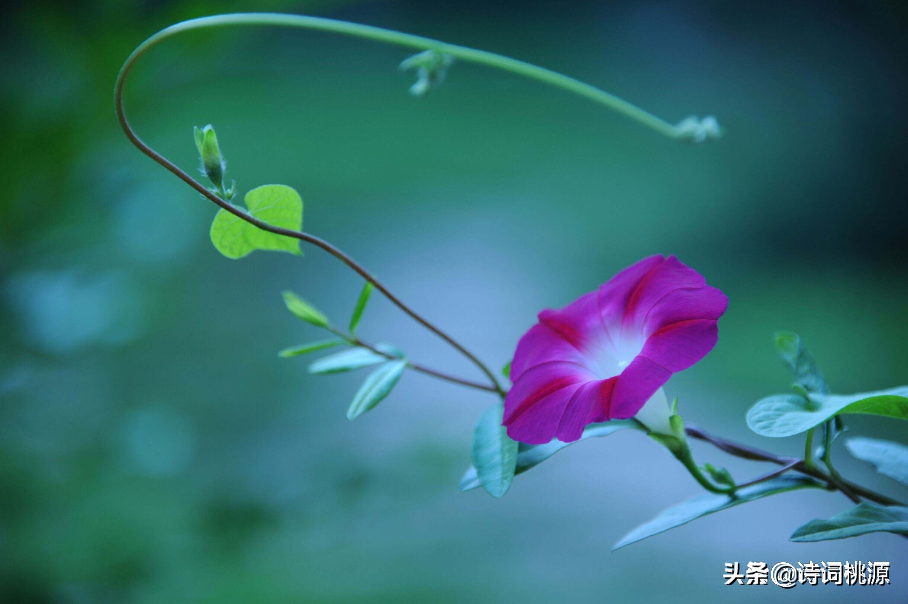 云淡风轻薄日斜,初夏辰光最娇媚是什么生肖请全面2释义、解释与落实、构建解答解释落实